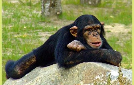 Cimpanzeii iubesc muzica