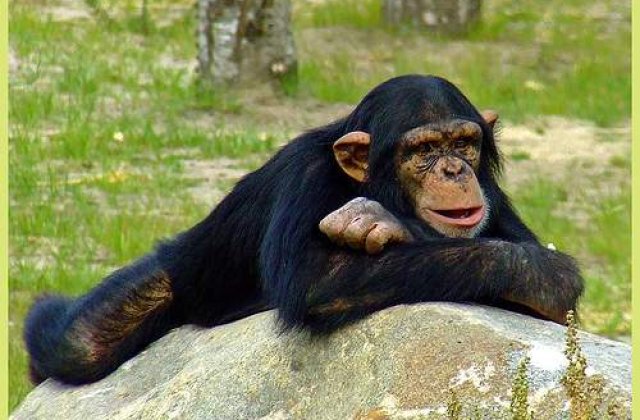 Cimpanzeii iubesc muzica