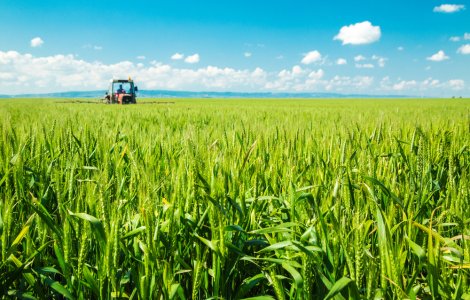 Ce pot face cultivatorii de cereale pentru a-si proteja recoltele de boli