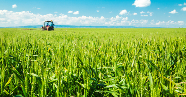 Ce pot face cultivatorii de cereale pentru a-si proteja recoltele de boli