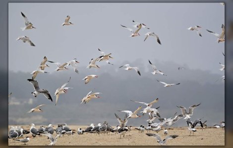 Criza readuce "Pasarile" lui Hitchcock la Hollywood