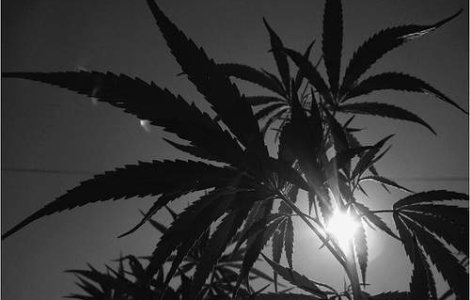 Traficantii mexicani planteaza paduri de marijuana