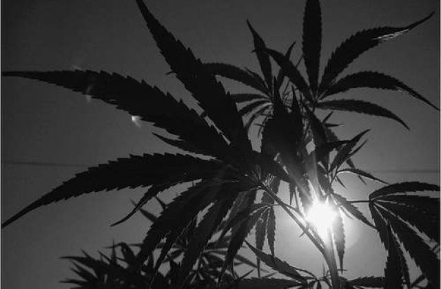 Traficantii mexicani planteaza paduri de marijuana