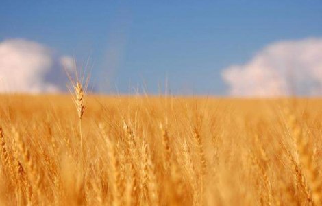 Fermierii francezi, obligati de UE sa ramburseze subventii de sute de milioane de euro