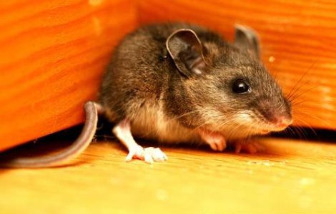 &#39;Soarecele lui Dostoievski&#39;, vindecat de epilepsie