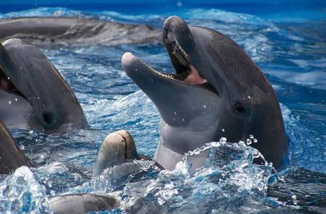 Delfinii comunica prin lovirea cozilor