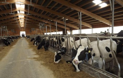 DSVSA: Noi masuri pentru protectia angajatilor din ferme