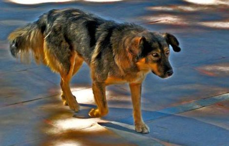 Cainii, cauza epidemiei de ciuma pulmonara din China