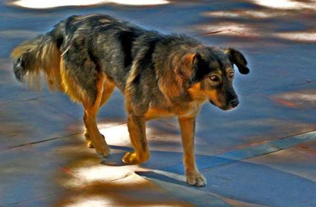 Cainii, cauza epidemiei de ciuma pulmonara din China