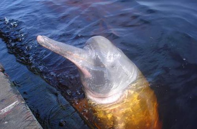 Delfinii din Amazon, omorati pentru ca aduc ghinion