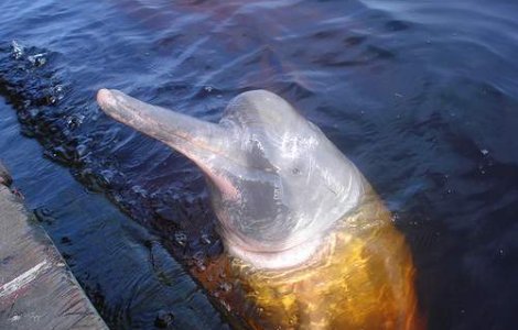 Delfinii din Amazon, omorati pentru ca aduc ghinion