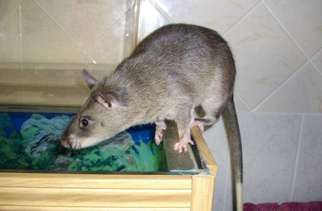 Un chinez a prins un sobolan de 1 metru