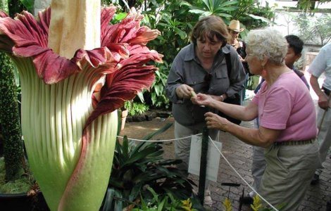 Cea mai mare floare din lume a inflorit in Brazilia