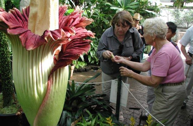 Cea mai mare floare din lume a inflorit in Brazilia