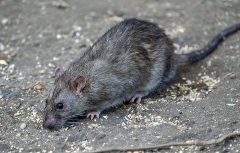 Hantavirusul, noua amenințare? Virusul care a stârnit panica în China