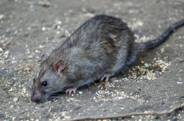 Hantavirusul, noua amenințare? Virusul care a stârnit panica în China