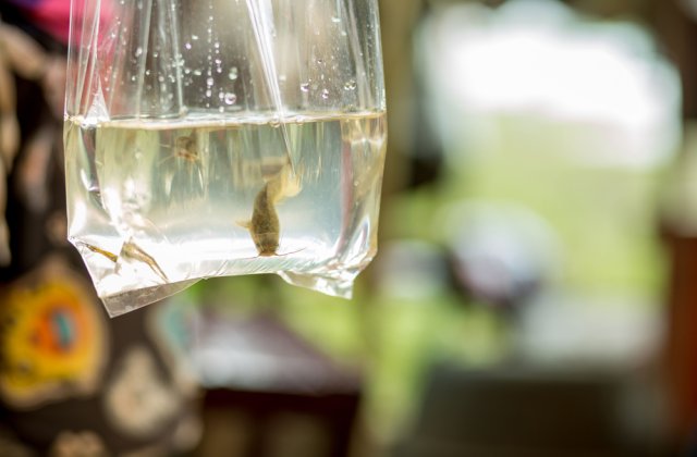 Găselnița unui român pentru a fenta restricția de circulație: a ieșit cu peștișorul în pungă la plimbare