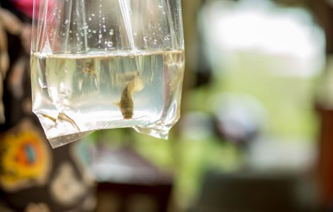 Găselnița unui român pentru a fenta restricția de circulație: a ieșit cu peștele