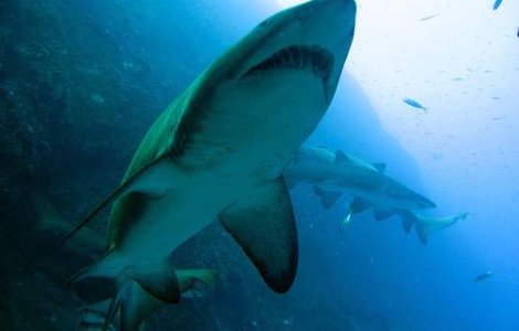 SOS: Rechinii, pe cale de disparitie