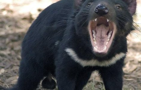 Cancerul la animale, cauzat de chimicale