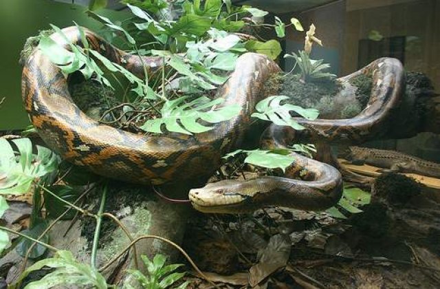 Atac rasist  cu piton