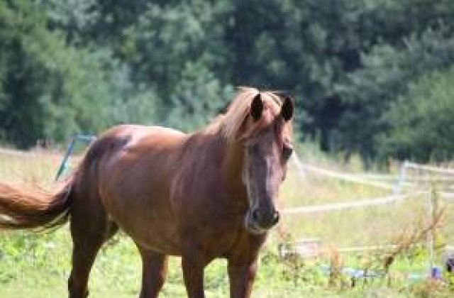 Postul HBO, dat in judecata pentru maltratarea unor cai din serialul Luck