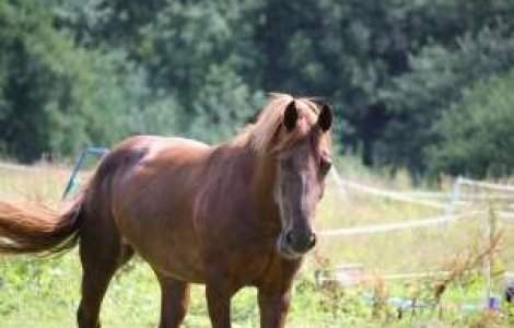 Postul HBO, dat in judecata pentru maltratarea unor cai din serialul Luck