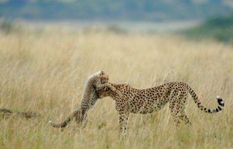  Top  National Geographic Photo Contest 2012: Cele mai frumoase poze ale anului