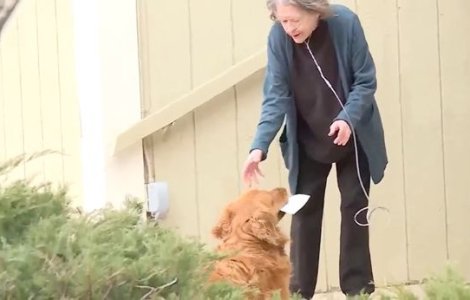 FOTO Câinele care duce în fiecare zi alimente vecinei sale