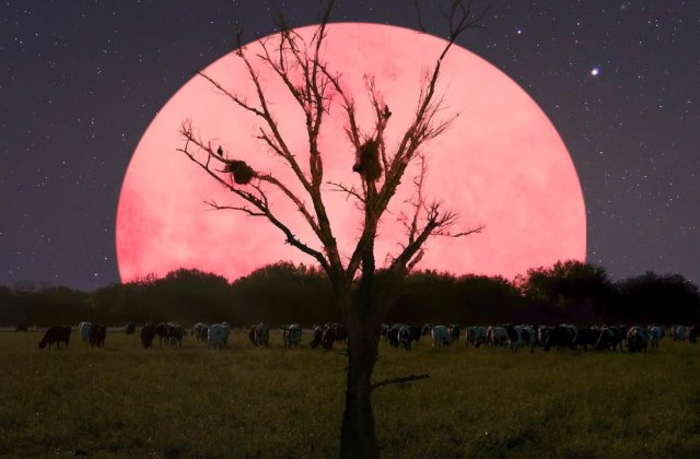 SuperLuna roz: Când te poți bucura de cea mai strălucitoare Lună a anului