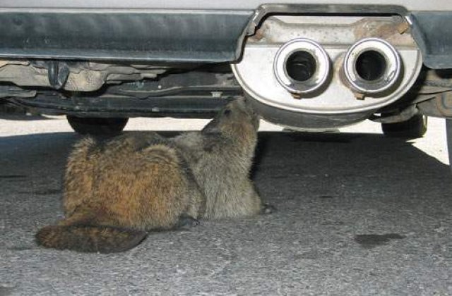 O marmota, vinovata de declansarea epidemiei de ciuma pulmonara din China