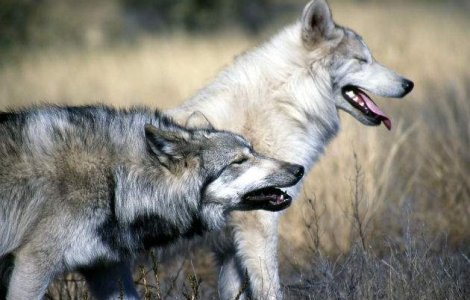 Stare de urgenta in Siberia: Invazie a 3500 de lupi