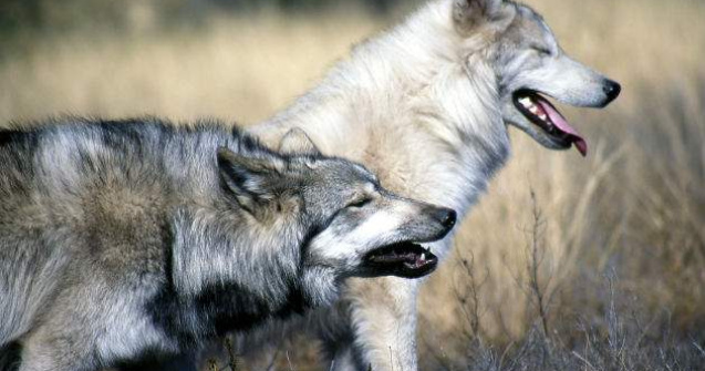 Stare de urgenta in Siberia: Invazie a 3500 de lupi