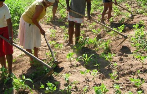 Agricultorii italieni, disperați. Îi vor înapoi de urgență pe muncitorii români