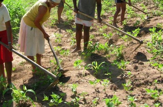 Agricultorii italieni, disperați. Îi vor înapoi de urgență pe muncitorii români
