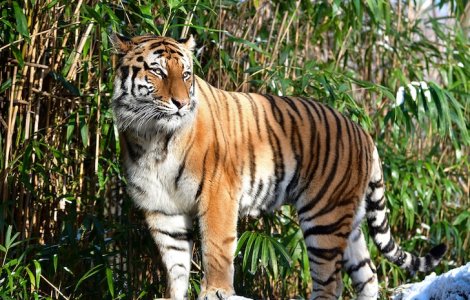 Transmiterea om-animal, reală? Un tigru a fost testat pozitiv cu coronavirus