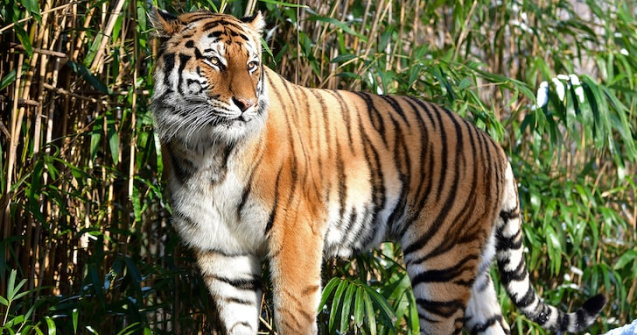 Transmiterea om-animal, reală? Un tigru a fost testat pozitiv cu coronavirus