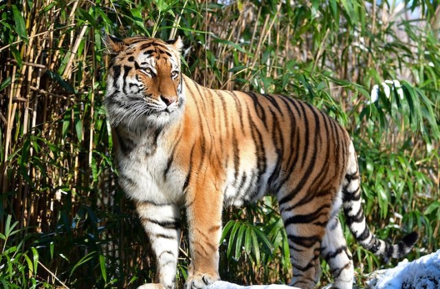 Transmiterea om-animal, reală? Un tigru de la zoo a fost testat pozitiv cu coronavirus