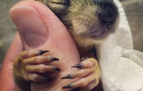  Top  Iubirea necondiționată nu-i de neglijat. 10 tipuri de animale care oferă oamenilor toată dragostea lor