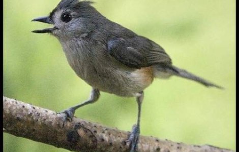 Incalzirea globala micsoreaza pasarile