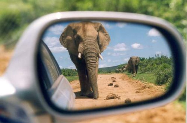 Un elefant african a invatat sa cante la muzicuta