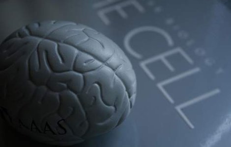 7 lucruri pe care nu le stiai despre creier