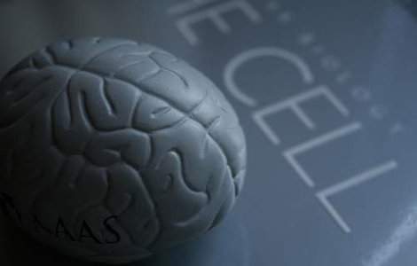 7 lucruri pe care nu le stiai despre creier