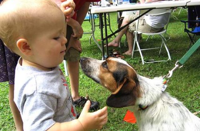 Studiu: Cainii au inteligenta unui copil de 2 ani