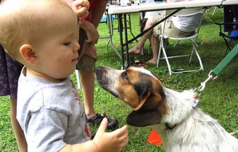 Studiu: Cainii au inteligenta unui copil de 2 ani