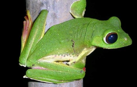 Broasca zburatoare si cerbul pitic, descoperiti in Himalaya