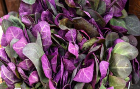 Loboda - beneficii extraordinare pentru sănătat