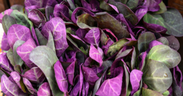 Loboda - beneficii extraordinare pentru sănătat