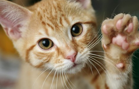 Pisicile pot lua coronavirus de la oameni. Ce alte animale pot fi în pericol