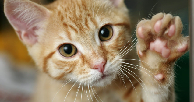 Pisicile pot lua coronavirus de la oameni. Ce alte animale pot fi în pericol